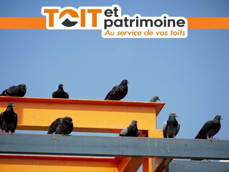 Des oiseaux envahissent votre toiture ?